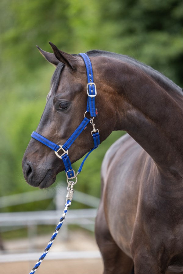 Nylonhalfter Mustang blau-schwarz