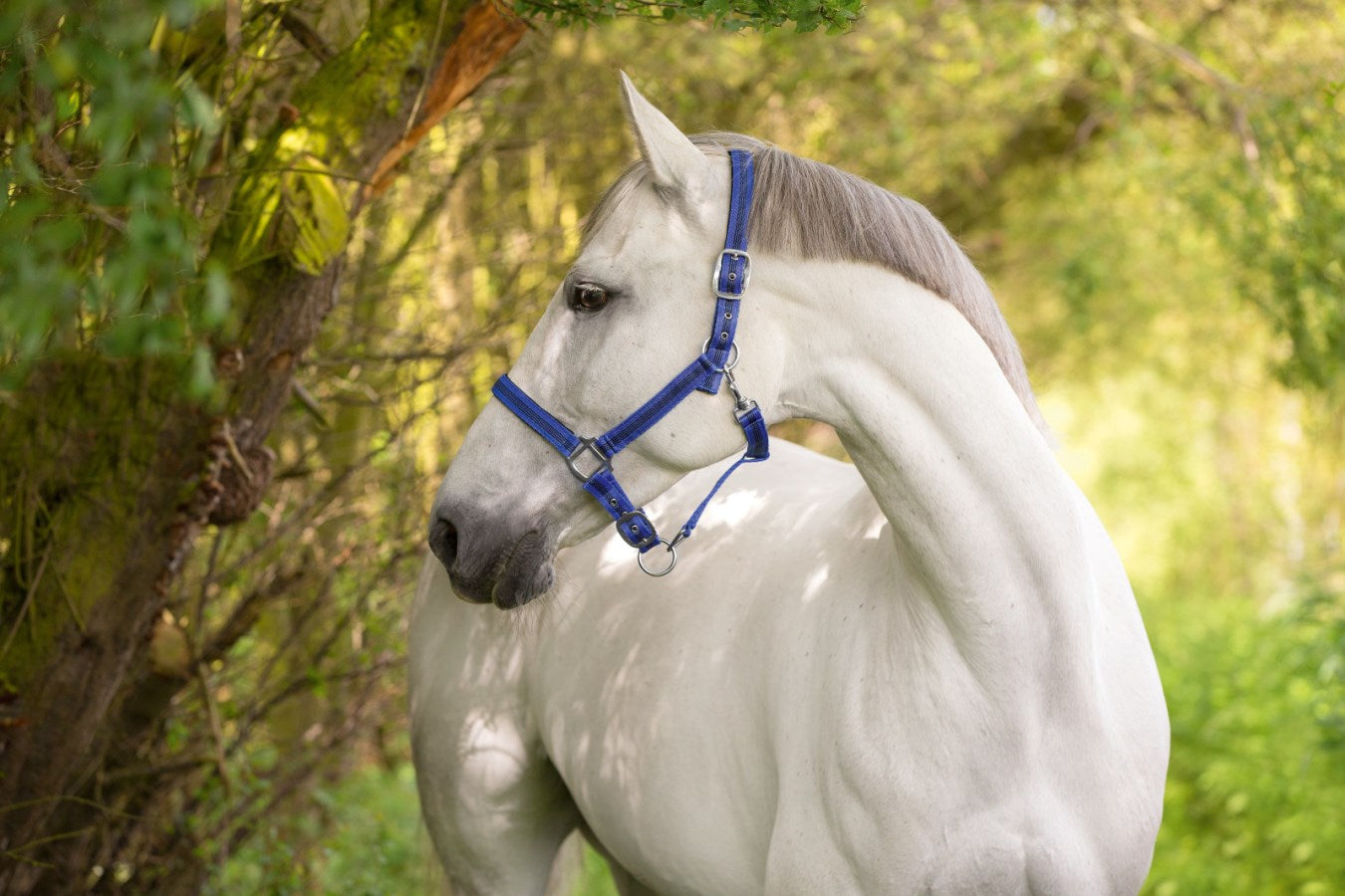 Nylonhalfter Mustang blau-schwarz,